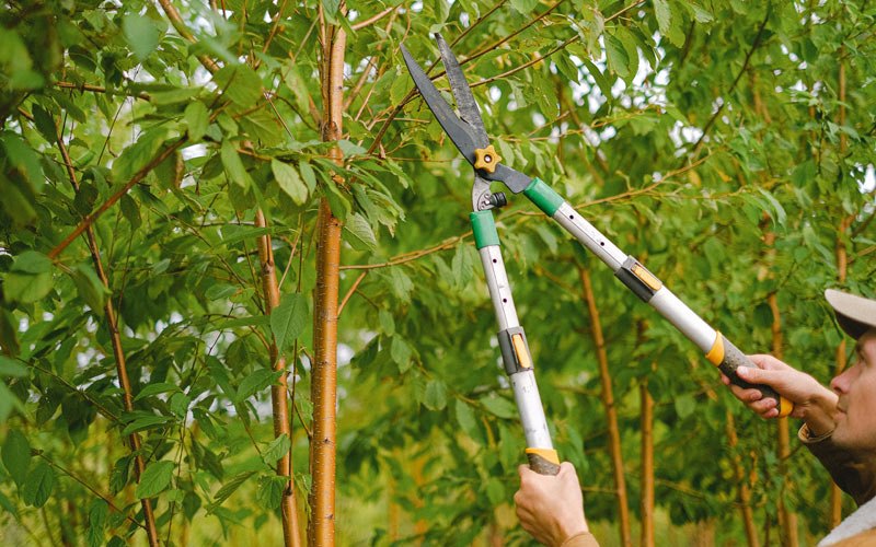 Tree trimming in Mapleton, ND