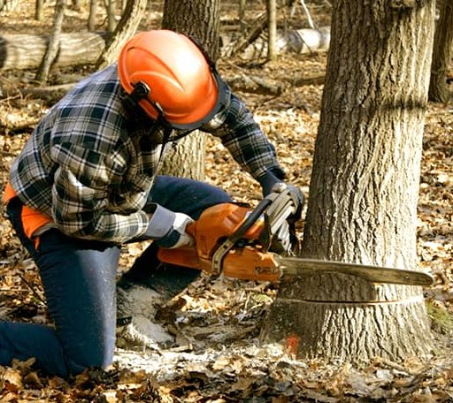 Tree Removal in Mapleton, ND
